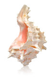 Shell in a vertical position