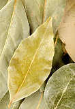 Vertical background with bay leaf