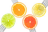 lime lemon orange and grapefruit citrus fruit