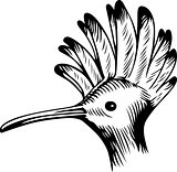 Bird's head
