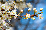 Blossoming apple tree with white flowers on blue sky