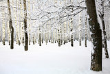Russian winter in Birch Grove
