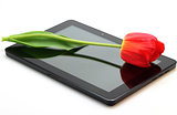 Tulip on a black tablet