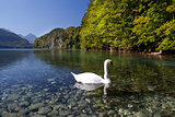 white swan on lake Walchensee