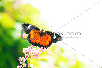 Butterfly on flower with copy space