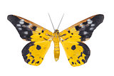 Day moth butterfly