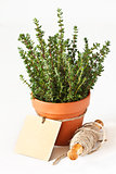 Thyme in a pot.