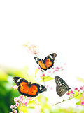 Butterflies on flowers