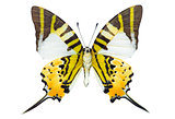 Swordtail butterfly 