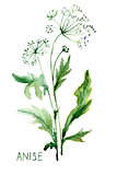 Watercolor illustration of Anise