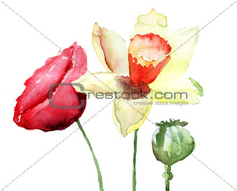 Narcissus and Poppy flowers 