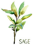 Sage, watercolor illustration