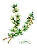 Thyme, watercolor illustration
