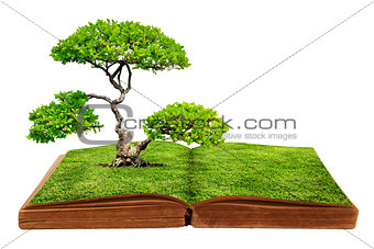 The big tree growth from a book isolated on white background