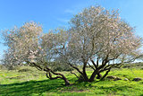 Old almond tree in bloom