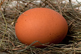 Brown chicken egg in nest