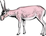 Saiga Antelope (Saiga tatarica)