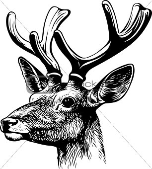 Red deer's head