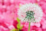 Dandelion on blurry pink background