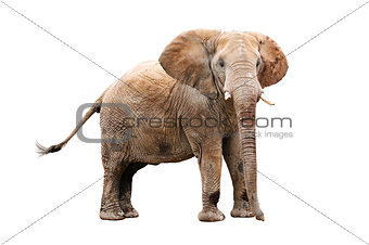 adult elephant