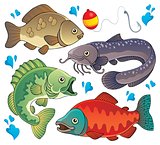 Various freshwater fishes 2