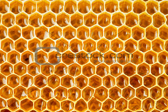 bee honey in honeycomb
