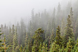 mountain forest in fog