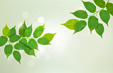 Nature background with green fresh leaves . Vector illustration