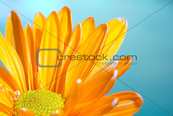 Orange chrysanthemum on a blue background