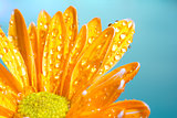 Orange chrysanthemum with water droplets on a blue background