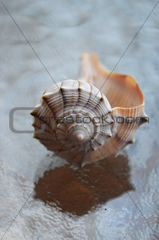 Closeup of white conch shell on glass table