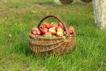 Apples in the basket