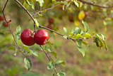 Red Apples on a branch