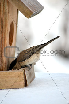 A bird in a birdhouse