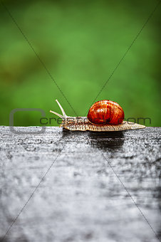 Snail crawling