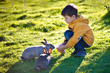 Little boy feeding two rabbits in farm on beautiful sunny day