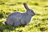 Easter rabbit on fresh green grass on beautiful sunny day
