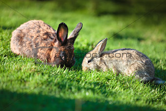 Two easter rabbits on fresh green grass on beautiful sunny day