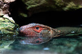 Northern Caiman Lizard