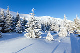 Morning winter mountain landscape 