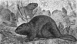 Eurasian Beaver