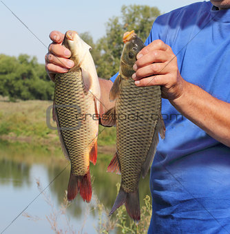 carp in the hand of fisherman