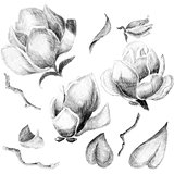 Flower sketch set