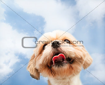 close up of dog face with cloud background