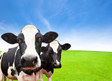 Cow on green grass field with cloud background