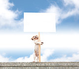 happy dog standing on the wall and showing blank billboard