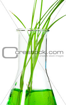 Green plants in laboratory equipment