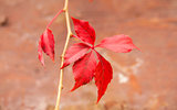 Autumn branch with red leaves on brown background