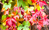 Autumnal red and green foliage