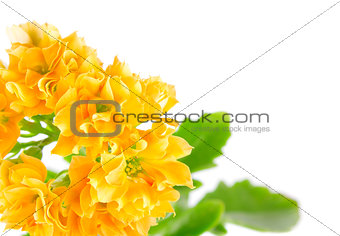 orange flower kalanchoe